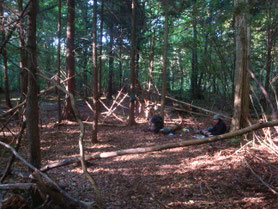 Bialowieza-nationaal-park-bos-Polen