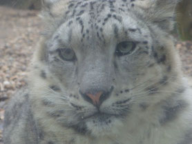 Jihlava-dierentuin-Tsjechië-sneeuwluipaarden