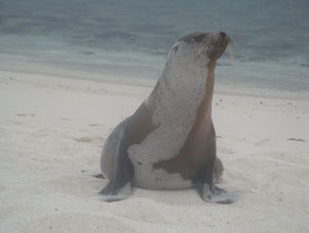 Galapagos-eilanden-Ecuador-zeehond-Darwin-Beagle