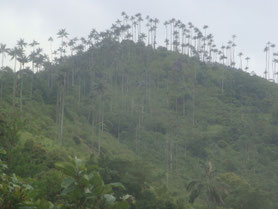 Valle-de-Cocora-Salento-Colombia-palmbomen-hoog-mist-nevel-vallei