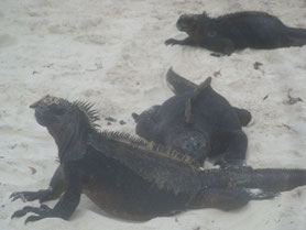 Galapagos-eilanden-Ecuador-zwarte-leguaan-reptiel