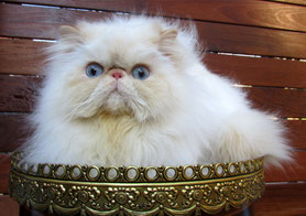 Gatos Persas Gatos Persas Y Exoticos Polishcattery 2020ª Productos Y Cuidados Adopcion