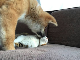 生後5ヶ月の子犬の空くんと猫の虎之助。微笑ましいー!大きくなってもずっとこんな風に仲良しでいてね~。