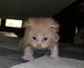 Kitten with FCK Flat Corsage 03