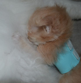 Kitten with FCK Flat Corsage 01