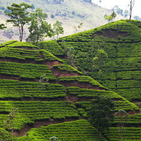 Sri Lanka: templi e piantagioni di tè nell'Isola buddista