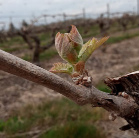 atelier-vigneron-travaux-dans-le-vignoble-ebourgeonnage-epamprage-Vouvray-Touraine-Rendez-Vous-dans-les-Vignes