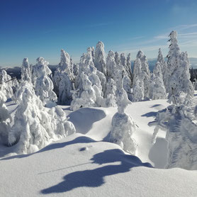 Schneeschuhtouren, Schneeschuhgehen, Schneeschuhwandern, geführt, mit Guide, Bodenmais, Bayersicher Wald, Arber