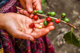 Fairtrader, kaffeekompetenz, kaffee-kompetenz, kaffeeliebhaber, barista kaffeemaschine, siebträgerkaffeemaschine, siebträgermaschine, simonelli, simonelli kaffeemühlen, kaffeemühle, mühle simonelli, nuova simonelli