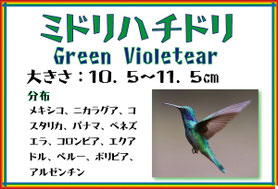 ハチドリ - Paper Nature（ペーパーネーチャー）