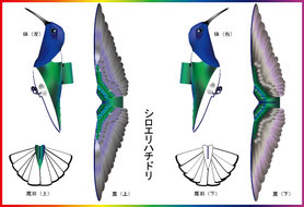 ハチドリページ ハチドリ (@1073hummingbird) / Posts / X