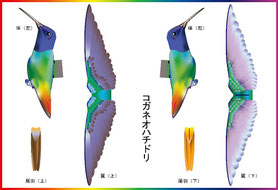 ハチドリ - Paper Nature（ペーパーネーチャー）