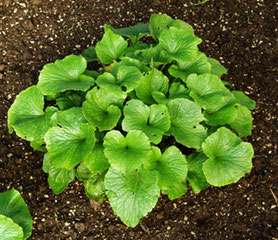 PIANTA WASABI JAPONICA