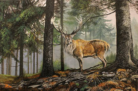 Rothirsch im Nebelwald 40x 60