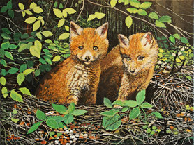 Fuchswelpen 30 x 40  