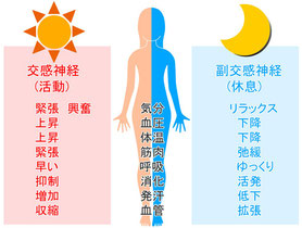 自律神経図イラスト