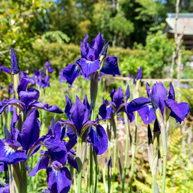 妙法山のハナショウブ（花菖蒲）