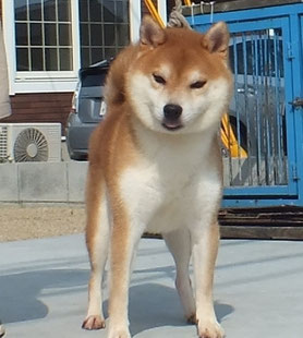 赤柴　丸くんの画像