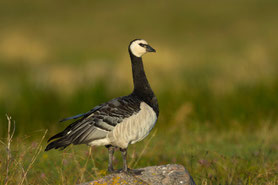 Weißwangengans oder Nonnengans (Branta leucopsis) 