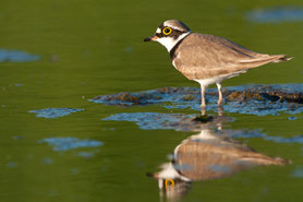 Flussregenpfeifer (Charadrius dubius)