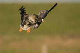 Blässgans, auch Blessgans (Anser albifrons)