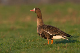 Blässgans, auch Blessgans (Anser albifrons)