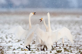 Zwergschwan (Cygnus bewickii) 