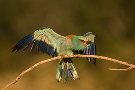 Blauracke (Coracias garrulus)