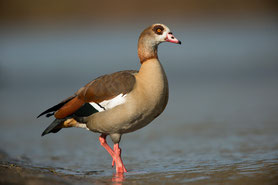 Nilgans (Alopochen aegyptiaca)