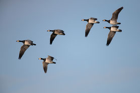 Weißwangengans oder Nonnengans (Branta leucopsis) 