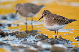 Temminckstrandläufer (Calidris temminckii)