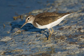 Flussuferläufer (Actitis hypoleucos)