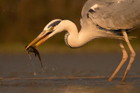 Graureiher (Ardea cinerea)