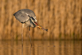 Graureiher (Ardea cinerea)