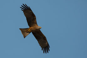 Schwarzmilan oder Schwarzer Milan (Milvus migrans)