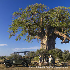 Baobabs im Nationalpark in Botswana
