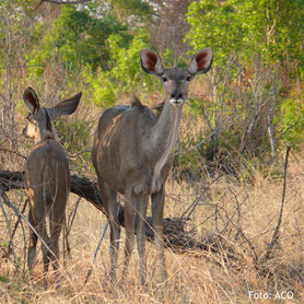 Zimbabwe Lodgesafaris Wildbeobachtung in Zimbabwe's Nationalparks