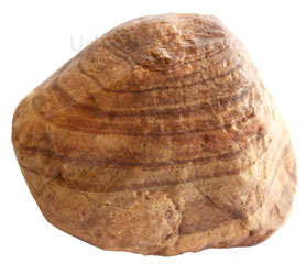 Gneis