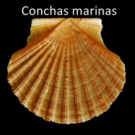 conchas marinas