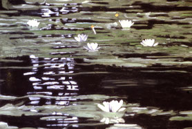 Pastell on Ingrés paper (1989) 63 cm x 48 cm