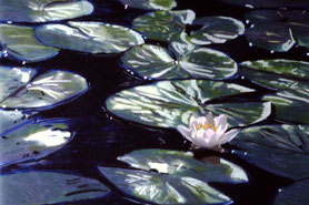 Pastell on Ingrés paper (1989) 63 cm x 48 cm