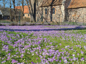 Krokusblüte an der Kirche