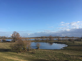 Auenlandschaft an der Elbe