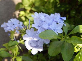 横浜市 中区 末吉町 パン工房 カメヤ 店先の季節の花