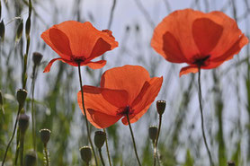 coquelicots