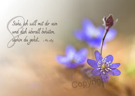 christliche Karten Leberblume, siehe, ich will mit dir sein