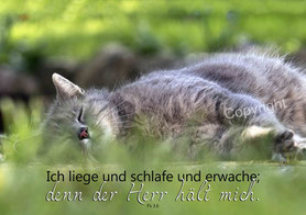 schlafende Katze im Grünen ich liege und schlafe, denn der Herr hilft mir