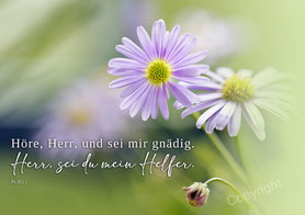 Christliche Karten  rosa Blume Höre Herr