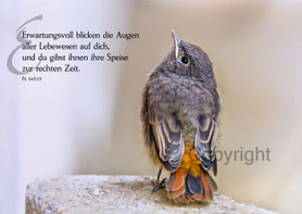 christliche Karten Hausrotschwanz, Psalm erwartungsvoll blicken die Augen der Lebewesen auf dich