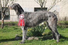 Hübsche, elegante Deerhounds von Alshamina..., Scottish Deerhound Welpen aus vertrauensvoller Familien Zucht in Deutschland...., unsere Deerhound Welpen sind im Besitz einer FCI/VDH/DWZRV Ahnentafel!